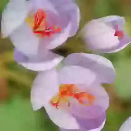 Speciosus Conqueror